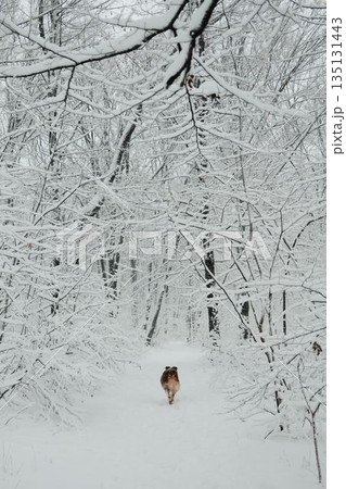 Australian shepherd walking away along a snowy forest path surrounded by snow covered trees. Concept of solitude, journey, winter nature, outdoor exploration and quiet wilderness. Rear view Australian shepherd walking away along a snowy forest path surrounded by snow covered trees. Concept of solitude, journey, winter nature, outdoor exploration and quiet wilderness. Rear view 135131443