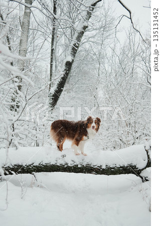 Australian shepherd standing on a snow covered fallen tree in a winter forest. Concept of calm nature, outdoor lifestyle, winter season, animal companionship, and quiet wilderness atmosphere. 135131452