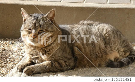 ねこ ねこ 135131481