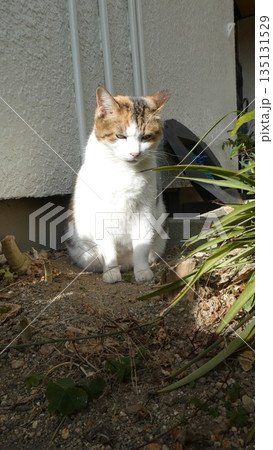 三毛猫 三毛猫 135131529