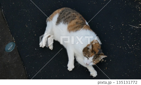 三毛猫 135131772
