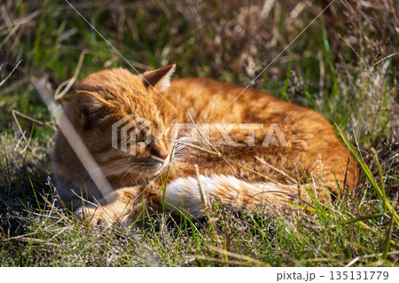 昼寝する猫 昼寝する猫 135131779