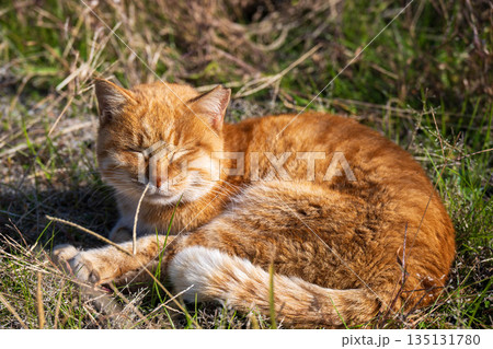 可愛い野良猫の子猫 135131780