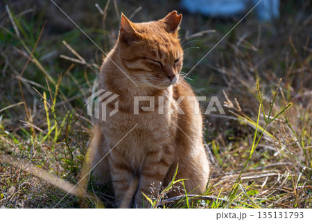 可愛い茶トラ猫 可愛い茶トラ猫 135131793
