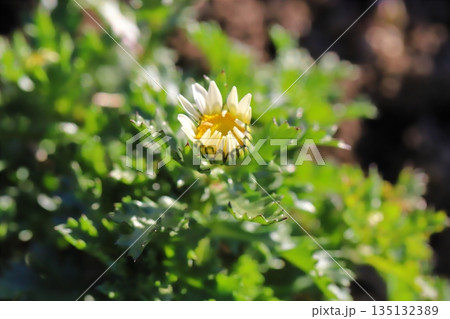 冬の庭に咲くクリサンセマム・ノースポールの小さな蕾の様子 冬の庭に咲くクリサンセマム・ノースポールの小さな蕾の様子 135132389
