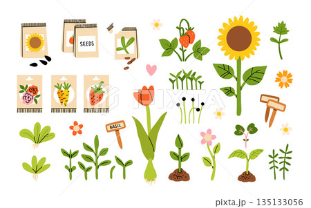 Seeds and seedlings. Germination of sprouts. Tools, pots and soil for planting. Spring sowing works. Set of hand drawn vector illustration isolated on white background. Seeds and seedlings. Germination of sprouts. Tools, pots and soil for planting. Spring sowing works. Set of hand drawn vector illustration isolated on white background. 135133056