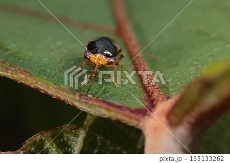 生き物　昆虫　オオメナガカメムシ、アブラムシなどを捕食する益虫とされていますが植物の汁も吸います 135133262