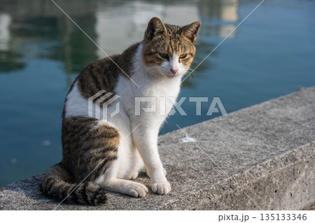 漁港で日向ぼっこする猫 135133346