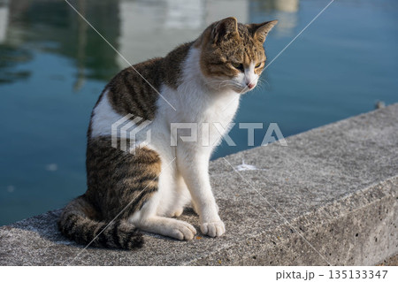漁港で日向ぼっこする子猫 135133347