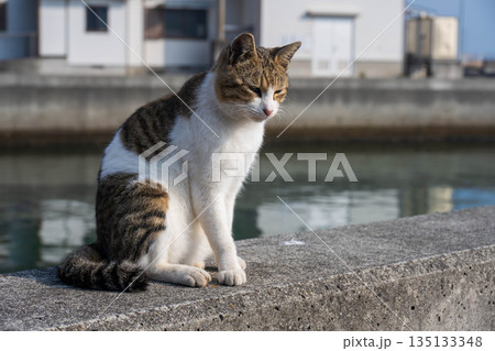 漁港で休む猫 漁港で休む猫 135133348