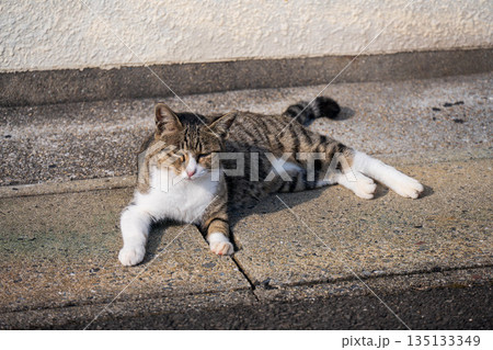ダラダラする猫 ダラダラする猫 135133349