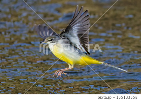 翼を広げるキセキレイ 135133358