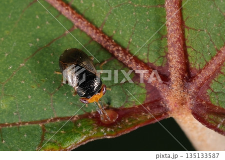 生き物 昆虫 オオメナガカメムシ、アカメガシワの腺体で吸汁中。特徴的な頭の形や大きな眼が分かります 生き物 昆虫 オオメナガカメムシ、アカメガシワの腺体で吸汁中。特徴的な頭の形や大きな眼が分かります 135133587