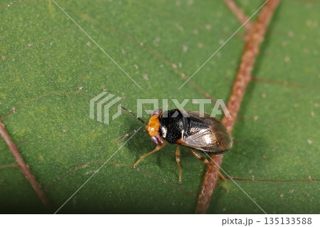 生き物 昆虫 オオメナガカメムシ、五月。アカメガシワの葉上を徘徊、獲物探しでしょうか? 生き物 昆虫 オオメナガカメムシ、五月。アカメガシワの葉上を徘徊、獲物探しでしょうか? 135133588