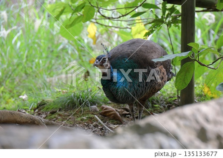 警戒するオスのクジャク 135133677