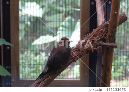 ノグチゲラ　天然記念物 135133678