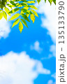 新緑の葉と夏空の爽やかな背景 135133790