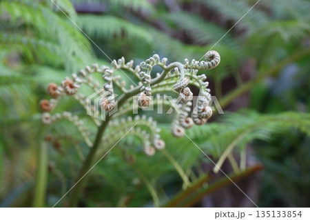シダの新芽 シダの新芽 135133854