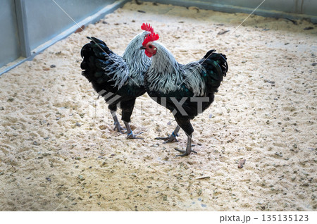Black and white chickens Gallus gallus domesticus walking in enclosure, farm birds outdoor scene Black and white chickens Gallus gallus domesticus walking in enclosure, farm birds outdoor scene 135135123