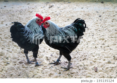 Black and white chickens Gallus gallus domesticus walking in enclosure, farm birds outdoor scene Black and white chickens Gallus gallus domesticus walking in enclosure, farm birds outdoor scene 135135124