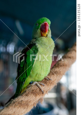 Green parakeet Psittacula krameri close-up portrait in aviary, exotic small parrot bird 135135128