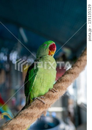 Green parakeet Psittacula krameri close-up portrait in aviary, exotic small parrot bird 135135129