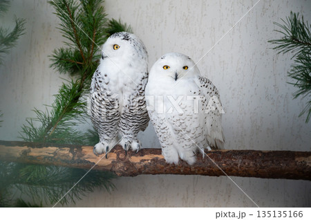 Two snowy owls Bubo scandiacus sitting on branch, white arctic birds wildlife portrait Two snowy owls Bubo scandiacus sitting on branch, white arctic birds wildlife portrait 135135166