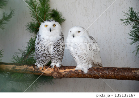 Two snowy owls Bubo scandiacus sitting on branch, white arctic birds wildlife portrait 135135167