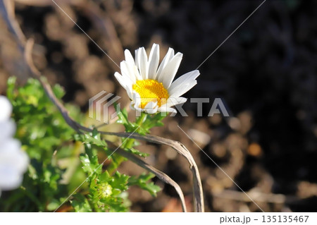 冬の庭に咲くクリサンセマム・ノースポールの白い花 冬の庭に咲くクリサンセマム・ノースポールの白い花 135135467