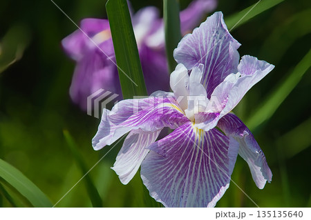 白い花菖蒲 135135640