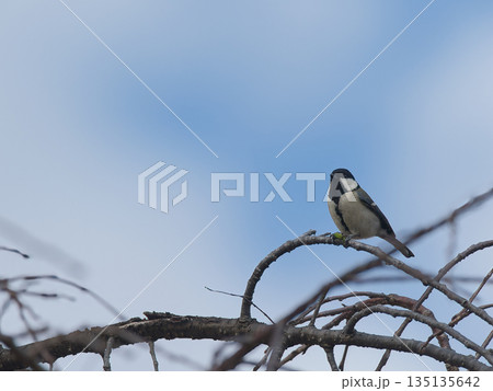 枝に止まるシジュウカラ 135135642