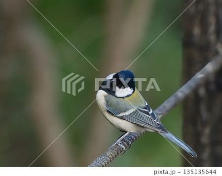公園で見かけたシジュウカラ 公園で見かけたシジュウカラ 135135644