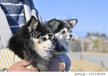 ベンチに座る男性と2匹の犬　チワワ　旅行 135136594