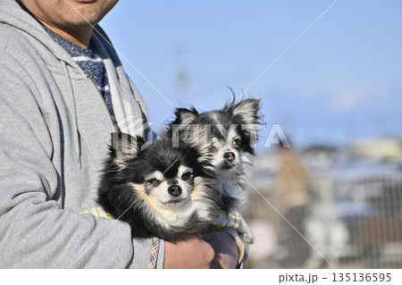 ベンチに座る男性と2匹の犬 チワワ 旅行 ベンチに座る男性と2匹の犬 チワワ 旅行 135136595