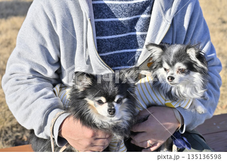 ベンチに座る男性と2匹の犬　チワワ　旅行 135136598