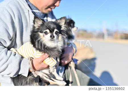 ベンチに座る男性と2匹の犬　チワワ　旅行 135136602