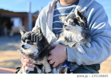 ベンチに座る男性と2匹の犬 チワワ 旅行 ベンチに座る男性と2匹の犬 チワワ 旅行 135136605