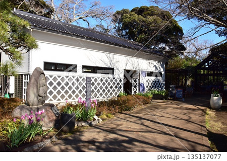 神奈川県藤沢市 江の島サムエル・コッキング苑の海山堂と散策路と満開チューリップ 神奈川県藤沢市 江の島サムエル・コッキング苑の海山堂と散策路と満開チューリップ 135137077