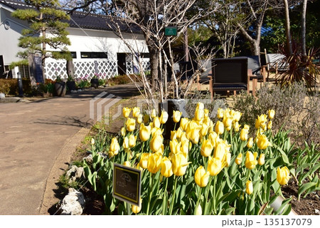 神奈川県藤沢市 江の島サムエル・コッキング苑の散策路と満開チューリップ 神奈川県藤沢市 江の島サムエル・コッキング苑の散策路と満開チューリップ 135137079
