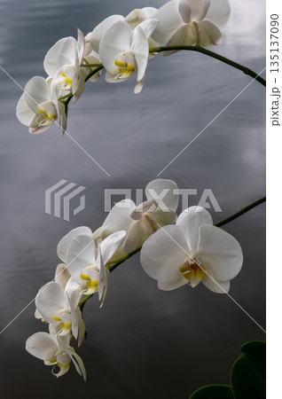 Close Up White Orchid Flowers In Water Reflection Close Up White Orchid Flowers In Water Reflection 135137090