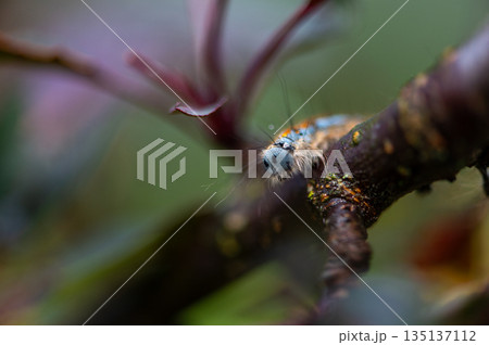 Tree Pest Caterpillar Causing Early Seasonal Foliage Stress Tree Pest Caterpillar Causing Early Seasonal Foliage Stress 135137112