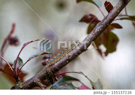 Caterpillar as Symbol of Health and Environmental Monitoring 135137116