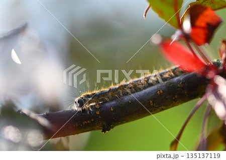 Environmental Threat Concept with Tent Caterpillar Environmental Threat Concept with Tent Caterpillar 135137119
