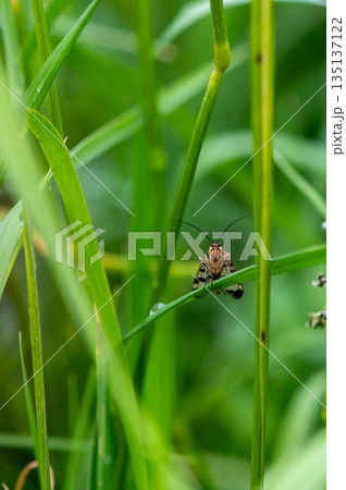 Insect Facing Camera Among Tall Green Grass Insect Facing Camera Among Tall Green Grass 135137122