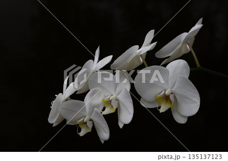 Isolated White Orchid Flowers On Dark Background Isolated White Orchid Flowers On Dark Background 135137123
