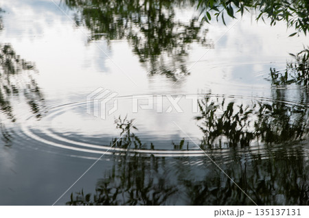Soft Rain Rings on Reflective Water Surface Soft Rain Rings on Reflective Water Surface 135137131