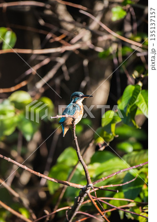 台湾 台北 台北市 135137157