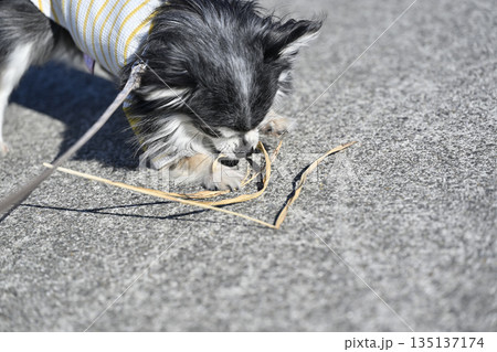 枝で遊ぶ仔犬 チワワ 枝で遊ぶ仔犬 チワワ 135137174