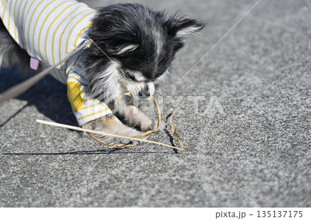 枝で遊ぶ仔犬 チワワ 枝で遊ぶ仔犬 チワワ 135137175