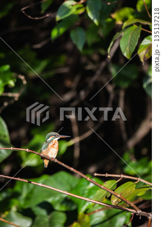 台湾 台北 台北市 135137218